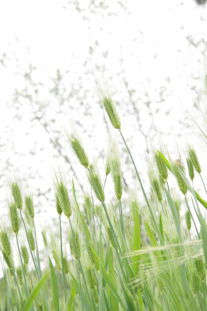 spica, emotion, barley, nature, plant